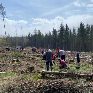 Aufforstung Aufforstung